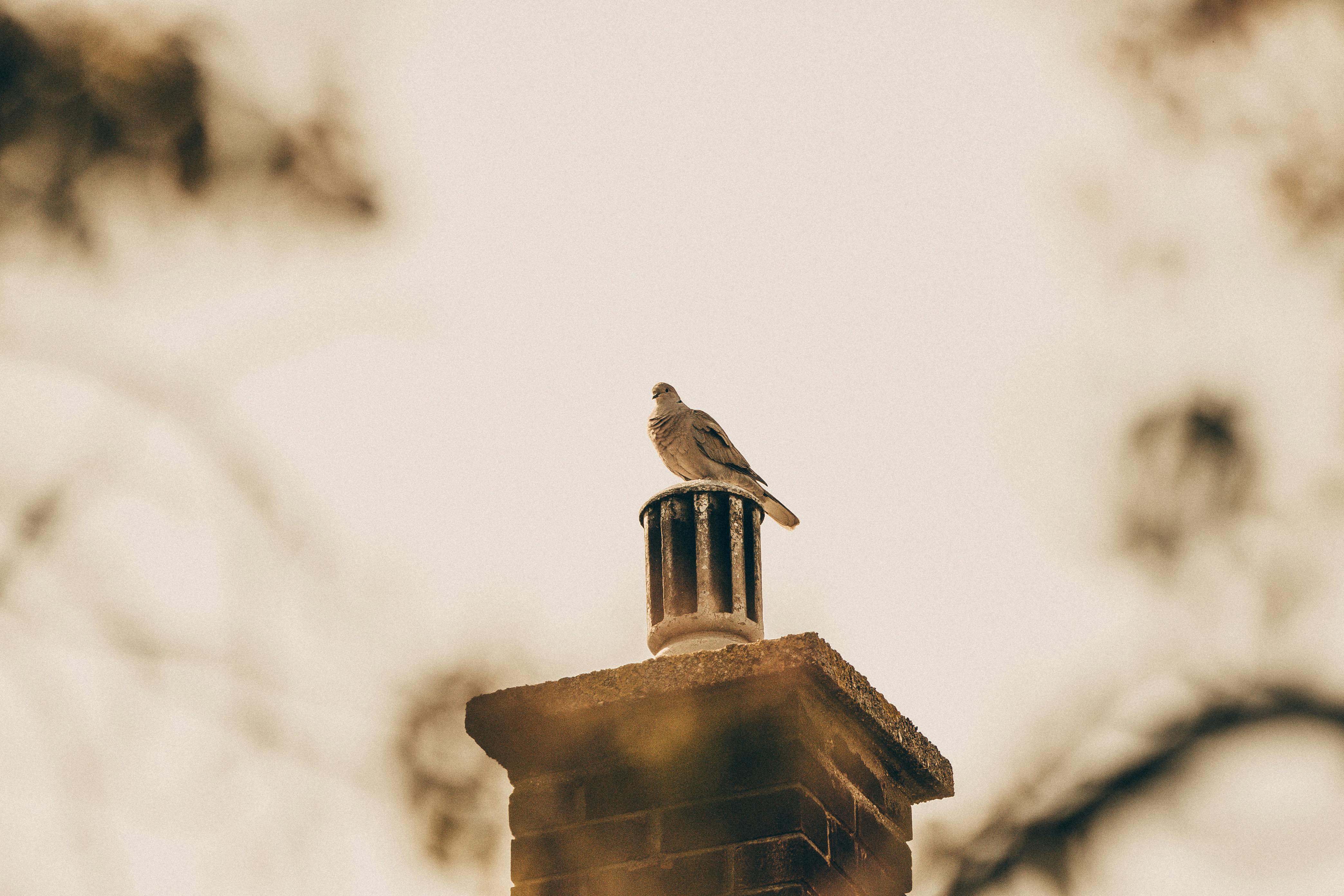 Quality Chimney Caps and Dampers Installation in Monroe, MI Professional Chimney Cap and Damper In Monroe Michigan